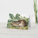 Search for hare cards Wildlife