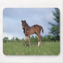 Search for thoroughbred mousepads Equestrian