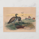 Search for goose postcards Antique