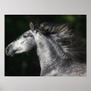 Search for dapple grey posters Animal
