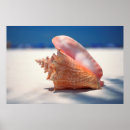 Search for beach shells posters Conch shell