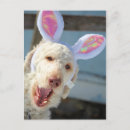 Search for standard poodles cards White