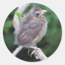 Search for cardinals stickers Photography