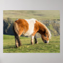 Search for pony posters Equine