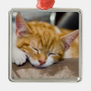 Search for orange cat christmas tree decorations Baby