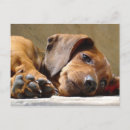 Search for doxies postcards Dogs