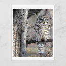 Search for barred postcards Owl
