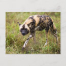 Search for wild dog postcards Colour image