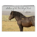 Search for mustangs photography Wyoming