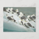 Search for aves postcards Bird