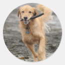 Search for dog running stickers Beach