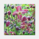 Search for bud magnets Botanical