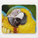 Search for pet parrot electronics Colourful