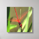 Search for beautiful dragonfly art Wildlife