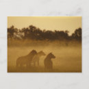 Search for hyaena Animal