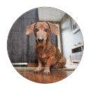 Search for dachshund chopping boards Cute