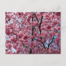 Search for cherry blossom postcards Pink