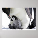 Search for two penguins posters Outdoors