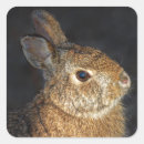 Search for cute brown bunny stickers Rabbit