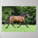 Search for new forest posters Pony