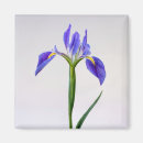 Search for purple iris magnets Bloom