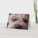 Search for puppy face cards Terrier