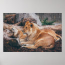 Search for lion and lioness posters Brown