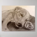 Search for mixed breeds posters Animals