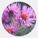 Search for aster stickers Flower