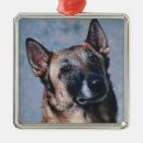 Search for belgian malinois christmas tree decorations Puppy