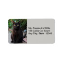 Search for black felines photography Animals