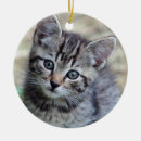 Search for domestic christmas tree decorations Tabby