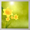 Search for yellow daffodil flowers posters Daffodils