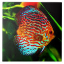 Search for aquarium tiles Tropical fish