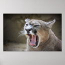 Search for puma top art Wild
