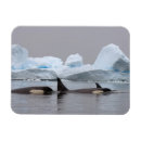 Search for antarctic magnets Wildlife