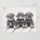 Search for miniature schnauzer postcards Animal