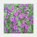 Search for petunia magnets Green