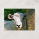Search for sheep farm business cards Farming
