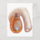 Search for biomedical postcards Reproductive organs