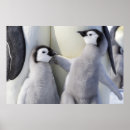 Search for antarctica penguin posters Cute animals