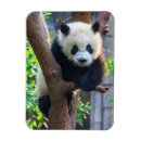 Search for giant rectangular magnets Animals in the wild