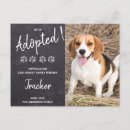 Search for rescue pet invitations Dog