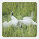 Search for rolled stickers Wildlife