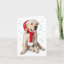 Search for tenderness cards Dog