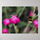 Search for bumble photography Nature