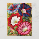Search for morning glory postcards Floral
