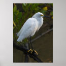 Search for thula Egretta thula