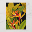 Search for bird postcards Bird of paradise