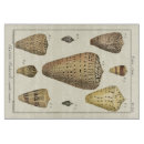 Search for crackled Sea life